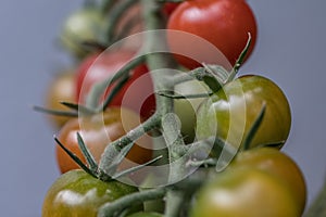 Fresh cocktail tomatoes in the garden