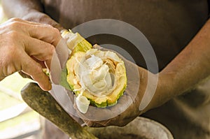 Fresh Cocoa beans being eaten from a pod