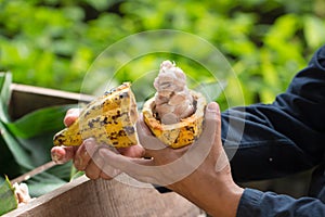 Fresh cocoa beans in the hand of a farmer