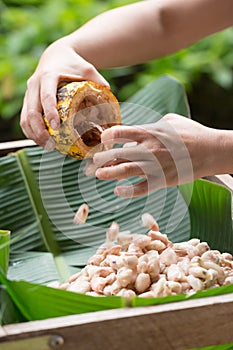 Fresh cocoa beans in the hand of a farmer