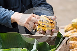 Fresh cocoa beans in the hand of a farmer