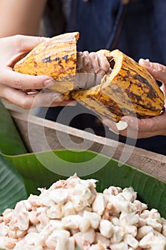 Fresh cocoa beans in the hand of a farmer