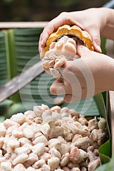 Fresh cocoa beans in the hand of a farmer