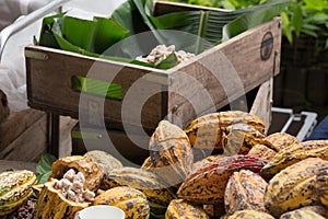 Fresh cocoa beans in the hand of a farmer