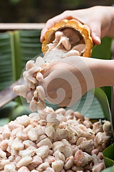 Fresh cocoa beans in the hand of a farmer