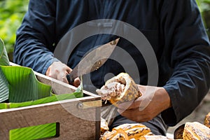 Fresh cocoa beans in the hand of a farmer