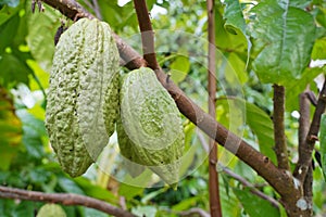 A fresh cocoa pods on a cocoa tree in the orchard. Dry cocoa beans are the components of Cocoa powder.