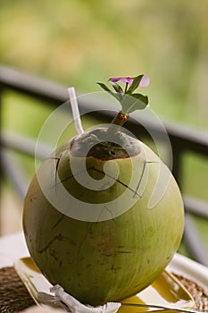 Fresh coconut in Bali