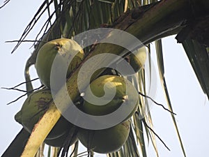 Fresh coconut bunch on the tree.