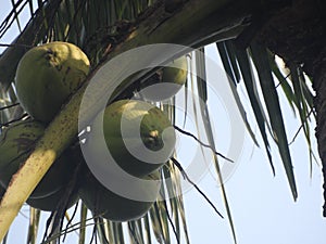 Fresh coconut bunch on the tree.