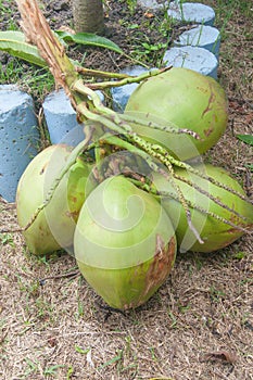 Fresh coconut bunch