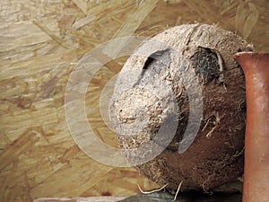 Fresh Coconut from the Caribbean