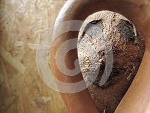 Fresh Coconut from the Caribbean