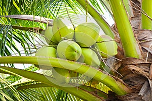 Fresh coconut on the tree, coconut cluster on coconut tree, or coconut palm tree, thailand fresh fruit, Tropical fruit, Tropical t