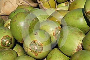 Fresh coconuts