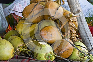 Fresh Coconuts