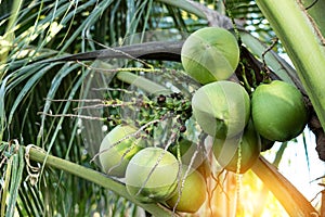Fresh coconuts cluster on the coconut tree