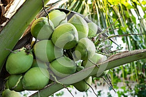 Fresh coconuts cluster on the coconut tree