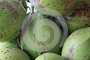 Fresh coconuts from the farm in Indonesia