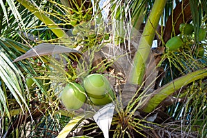 Fresh coconuts fruit hanging on coconut tree