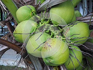 Fresh coconuts ready to drink.