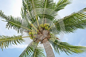 Fresh Coconuts photo