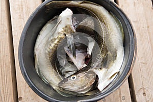 Fresh cod in a bucket