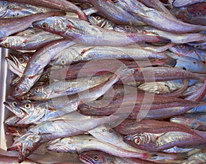 Fresh cod fish (bacala) for sale