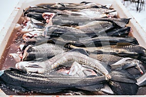 Fresh Cod Fish salting in a box from Norwegian Sea, Lofoten, Norway.