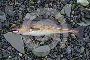 Fresh cod fish on stony shore of fjord Norway