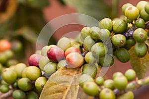 Fresh coffee bean on the coffee tree