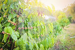 Fresh coffee bean on the coffee tree - arabica coffee berries agriculture on branch with nature background