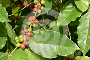 Fresh coffee bean on tree
