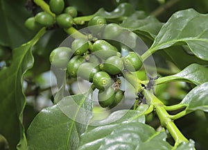 Fresh coffee beans.