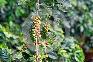 Fresh coffee beans on bunch trees