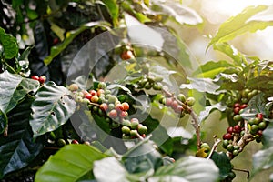 Fresh coffee beans on bunch trees