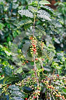 Fresh coffee beans on bunch trees