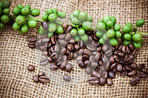 Fresh coffee beans on canvas texture background