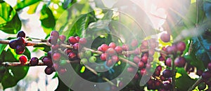 fresh coffee beans on tree in farm