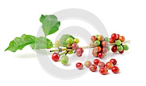 Fresh coffee beans on white background