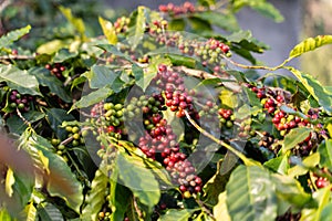 fresh coffee cherry on the coffee tree