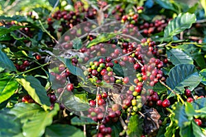 fresh coffee cherry on the coffee tree