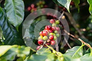 fresh coffee cherry on the coffee tree