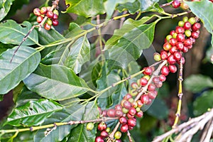 fresh coffee cherry on the coffee tree