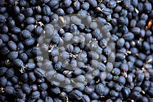 Fresh coffee fruit drying