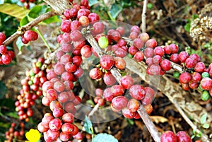 Fresh coffee grains on plant