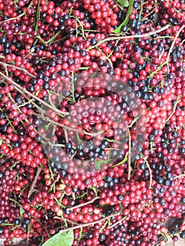 Fresh coffee in Laos