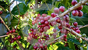 Fresh coffee. Red berry branch.