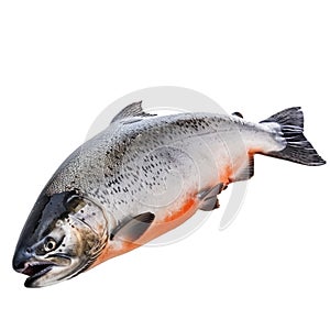 Fresh coho salmon fish isolated on white background