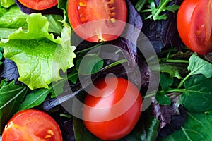 fresh colored cherry tomato salad with arugula, Basil, spinach, salad and olive oil dressing. selective focus